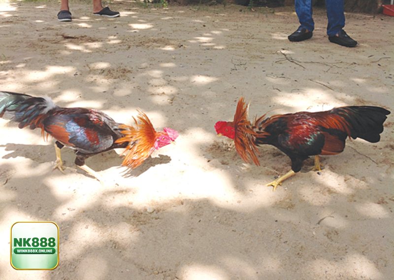 Đá Gà Online - Bảng kèo trực quan, đọc tỷ lệ trong vài giây Đá Gà Online - Bảng kèo trực quan, đọc tỷ lệ trong vài giây