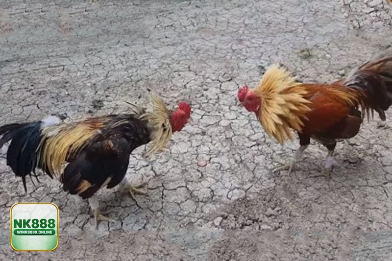 Đá Gà NK888 - Giao diện tối giản, người mới cũng bắt nhịp nhanh